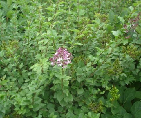 供應(yīng)暴馬丁香苗