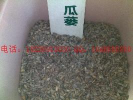 供應(yīng)沒食子白芷種子批發(fā)薏米種子批發(fā)