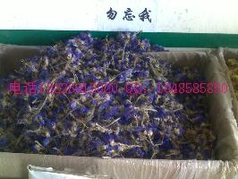 供應(yīng)花蕊石竹花價格 優(yōu)質(zhì)石竹花批發(fā)價格