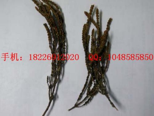 供應(yīng)過江龍過江*木腰子批發(fā)