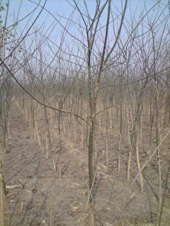 供應(yīng)國槐楊樹柳樹白蠟石榴樹