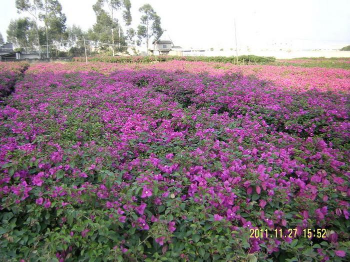 漳州勒杜鵑價格圖片