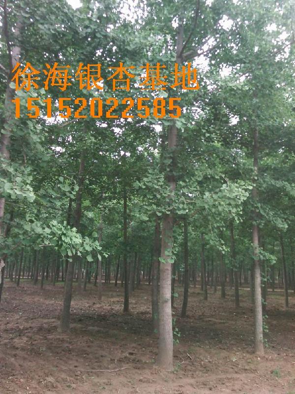 銀杏樹價(jià)格表，銀杏樹，*銀杏樹價(jià)格，銀杏，2012年銀杏樹價(jià)格