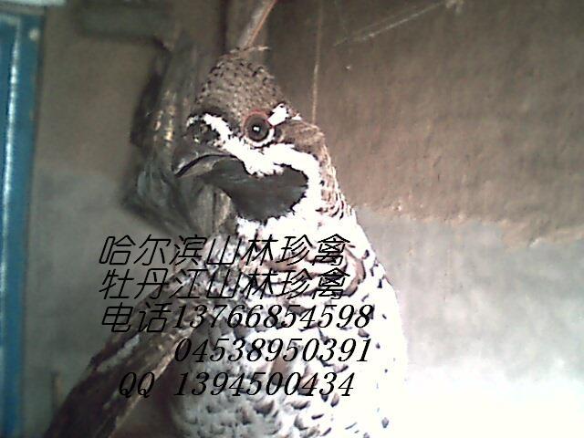 供應(yīng)伊春*養(yǎng)殖伊春火雞養(yǎng)殖,伊春沙半雞養(yǎng)殖,伊春*養(yǎng)殖伊春大