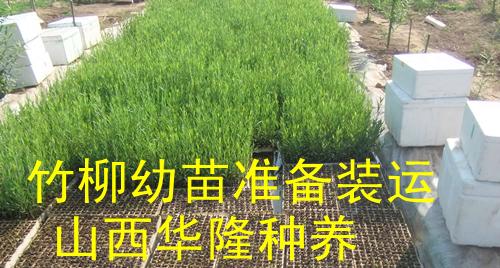 供應(yīng)長(zhǎng)期供應(yīng)竹柳苗