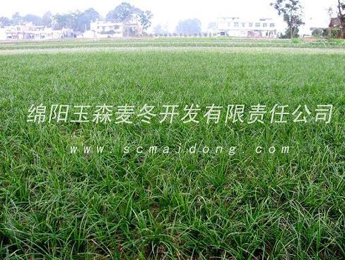 供應(yīng)貴陽麥冬草基地批發(fā)