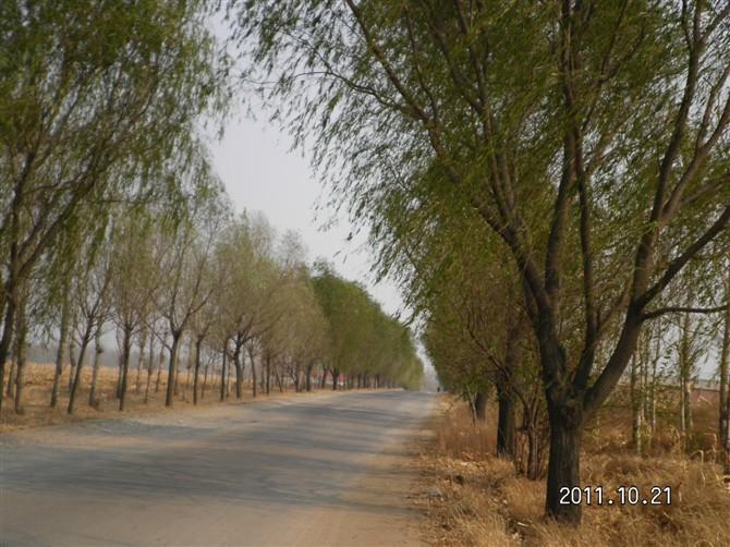 垂柳速生柳河北保定垂柳圖片