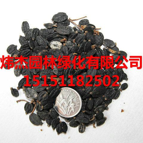 供应白花绣球种子繁殖方法