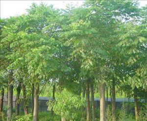 供應(yīng)湖北欒樹價格，荊州欒樹，全冠欒樹