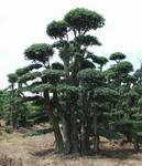 湖北對節(jié)白蠟圖片/湖北對節(jié)白蠟樣板圖 (2)