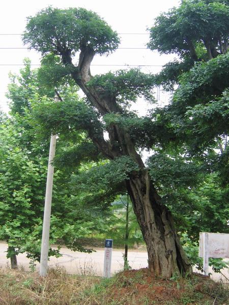 供應荊門對節(jié)白蠟