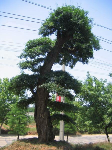 供應(yīng)對節(jié)白蠟景觀樹