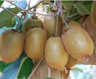 供應(yīng)現(xiàn)代化農(nóng)業(yè)園區(qū)