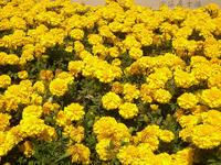 供應(yīng)海南萬(wàn)壽菊