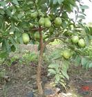 供應番石榴的供應商