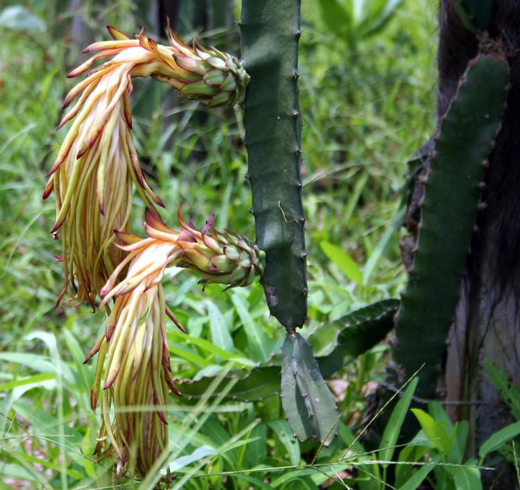 供應(yīng)云南火龍果苗批發(fā)價(jià)