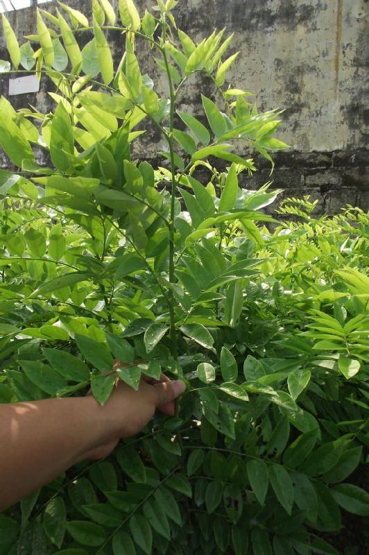 供應鷹潭黃花梨苗