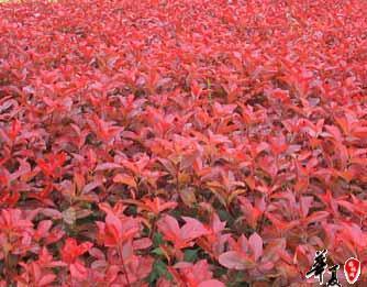 南京市雪松蜀桧广玉兰红叶石楠球厂家供应雪松蜀桧广玉兰红叶石楠球