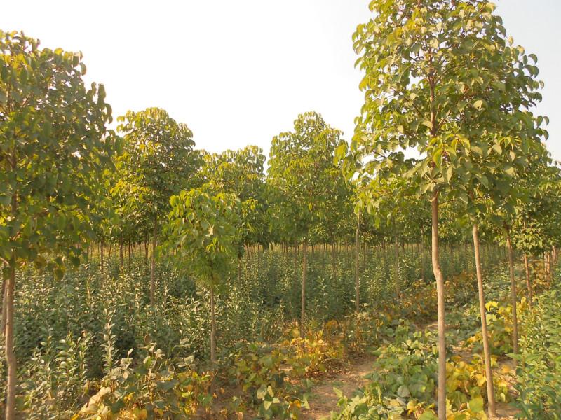 供應(yīng)基地直銷大葉女貞，安徽大葉女貞行情，江蘇大葉女貞價格