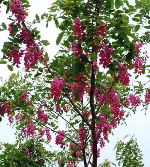 供应红花刺槐，红花刺槐价格，红花刺槐苗木