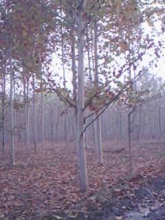 供應(yīng)各種2年帽法桐