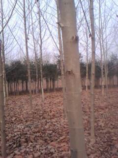 2公分法桐12公分法桐圖片