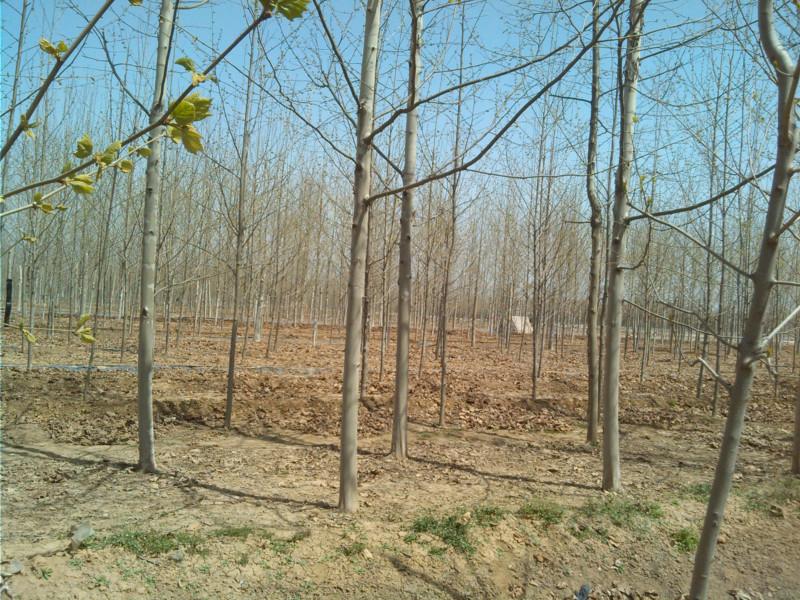 20公分法桐圖片/20公分法桐樣板圖 (3)