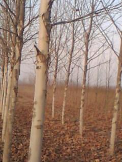 供應(yīng)1至20公分法桐懸鈴木法桐價格圖片