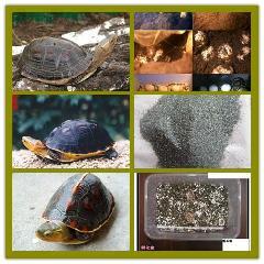 供應(yīng)金色天然巖片金巖片金云母