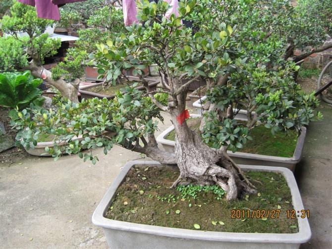 供應(yīng)黃楊盆景價(jià)格