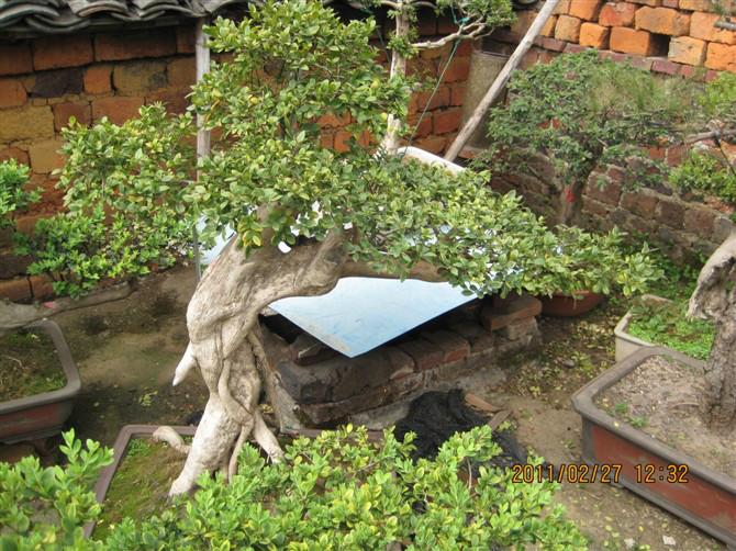 供應(yīng)瓜子黃楊報價