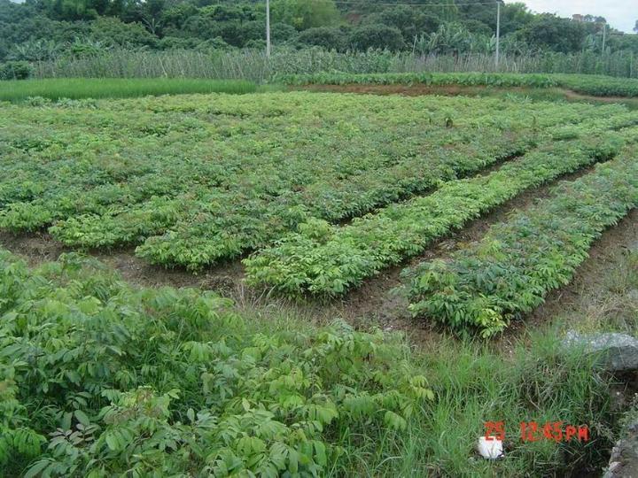 供應(yīng)各類龍眼苗