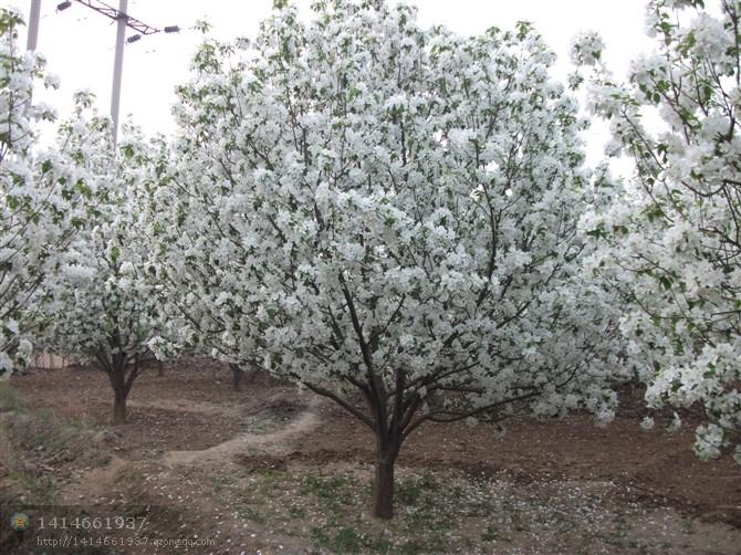 供應(yīng)2012年八棱海棠樹