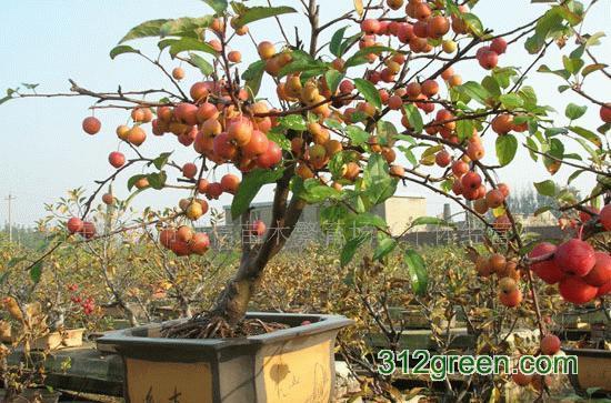 供應(yīng)張家口*的金紅海棠樹批發(fā)，張家口*的金紅海棠樹批發(fā)價格