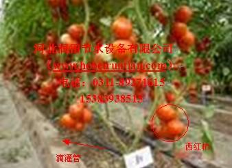 供應(yīng)河北蘋果小管出流系統(tǒng)|滴灌PE圖片