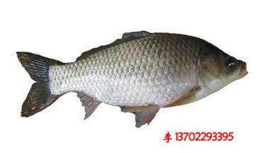 供應(yīng)河源市東源縣白鯧魚苗魚花批發(fā)