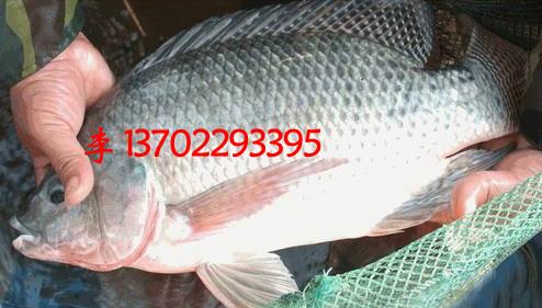 佛山市高明區(qū)吉富羅非魚苗魚花批發(fā)圖片
