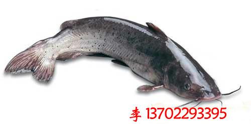 供應(yīng)惠州市龍門縣白鯧魚苗魚花批發(fā)
