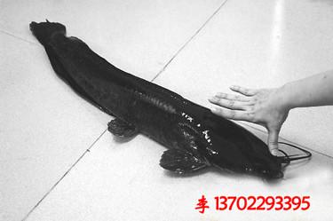 供應(yīng)清遠連山壯族瑤族自治縣白鯧魚苗魚