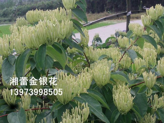 供應(yīng)湘蕾樹形金銀花苗 湘蕾樹形金銀花苗價 湘蕾樹形金銀花苗批發(fā)