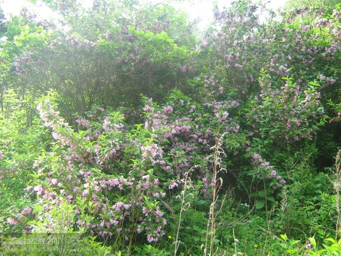 供應(yīng)“承德山地苗木”出售“四季錦帶”