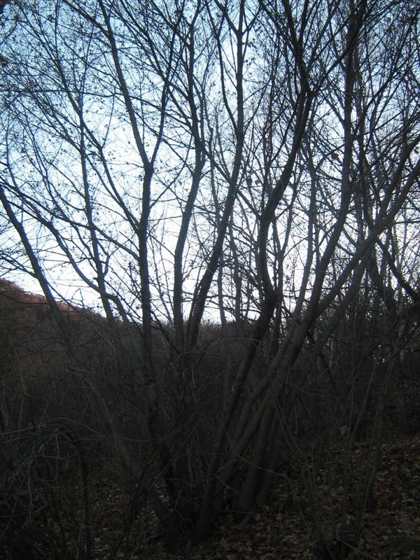 石家莊五角楓供應(yīng)圖片