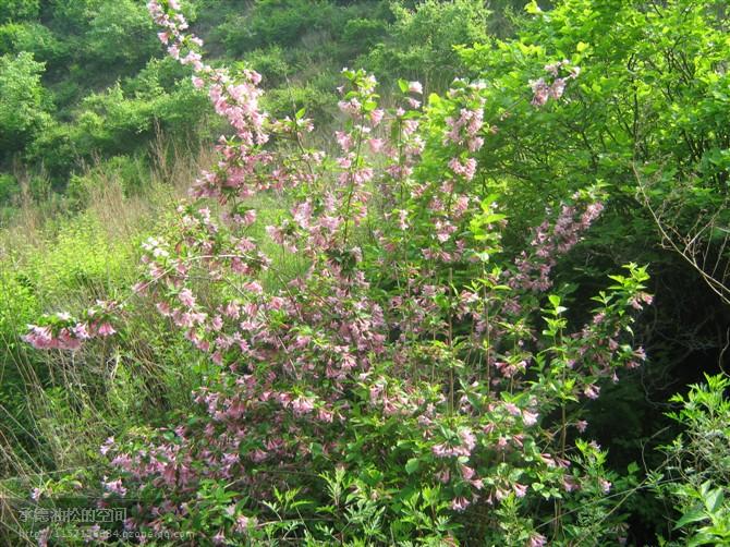 供應(yīng)“承德山地苗木”出售“四季錦帶”