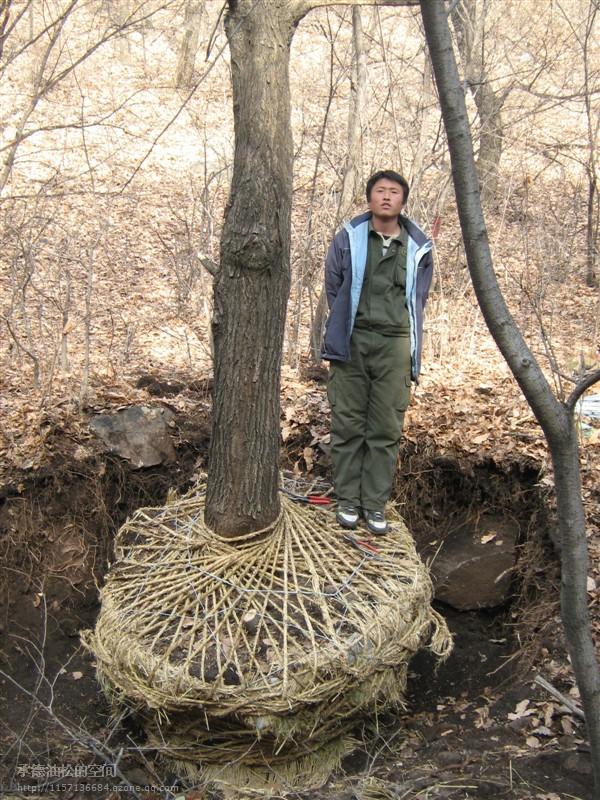 張家口五角楓供應(yīng)圖片