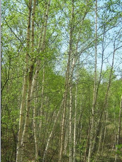 白樺叢生圖片/白樺叢生樣板圖 (4)