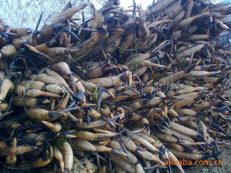 供應(yīng)白洋淀*荷花種苗微山湖*紅蓮