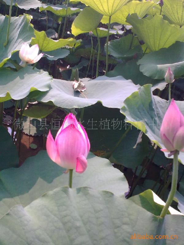 供應(yīng)微山湖雜交太空蓮