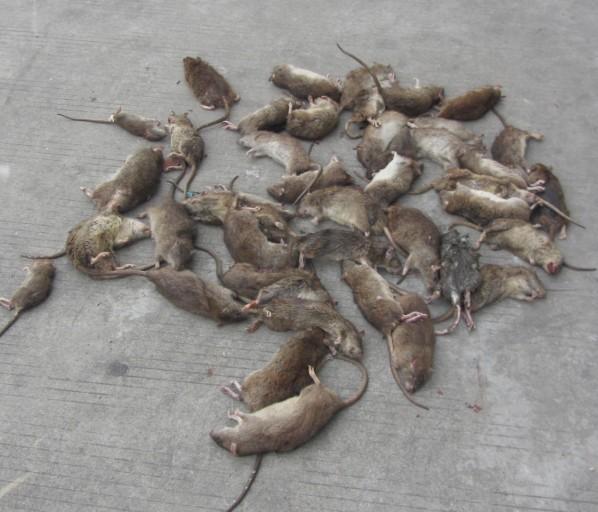 供應(yīng)白蟻出沒 澳華防白蟻公司教市民怎么防蟻