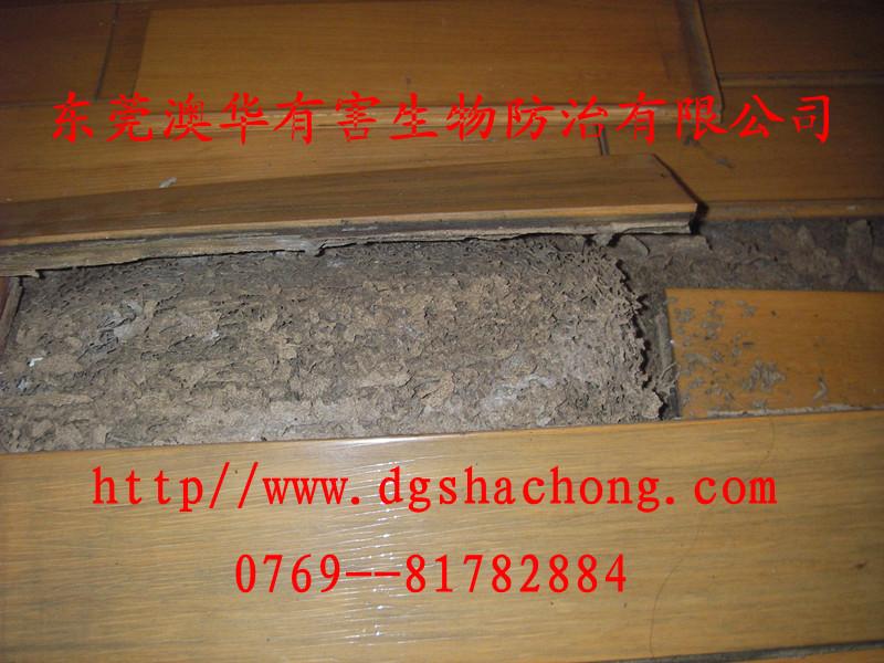 供應(yīng)東莞殺蟲(chóng)滅鼠、專業(yè)滅鼠找澳華幫忙