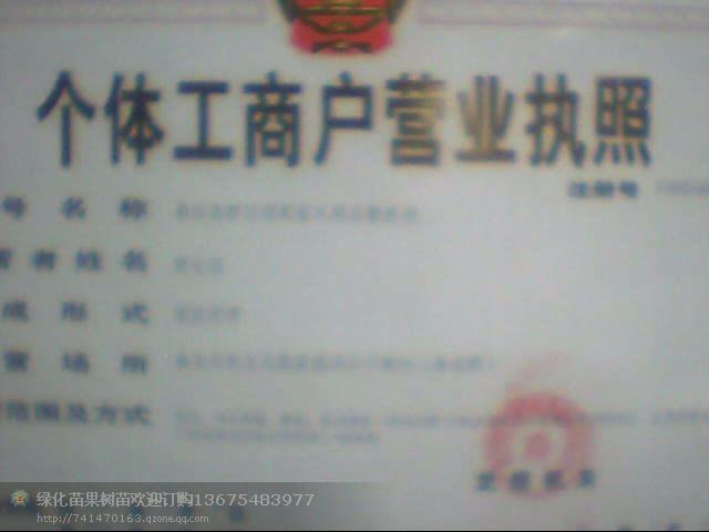 供已嫁接紅葉碧桃榆葉梅桃品種苗紫葉李紅葉李等*中介